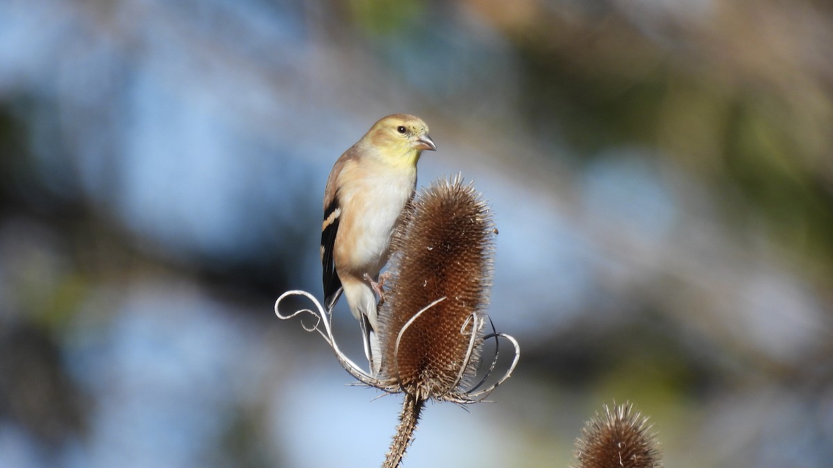 American Goldfinch - ML645681181