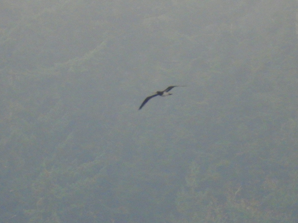 terej kokosový - ML645681183