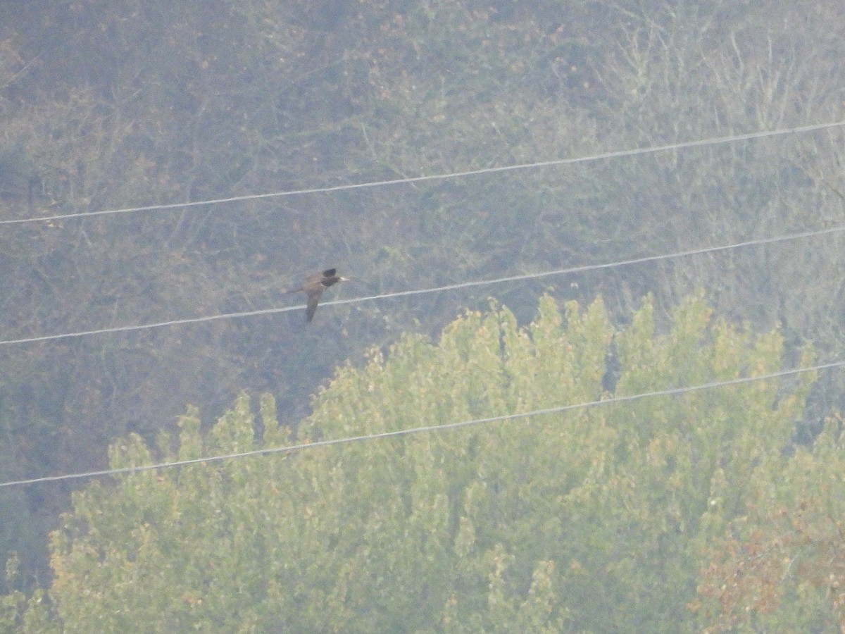 Cocos Booby - ML645681194