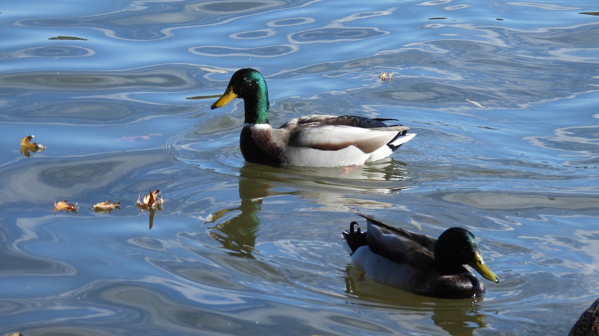 Mallard - ML645681198