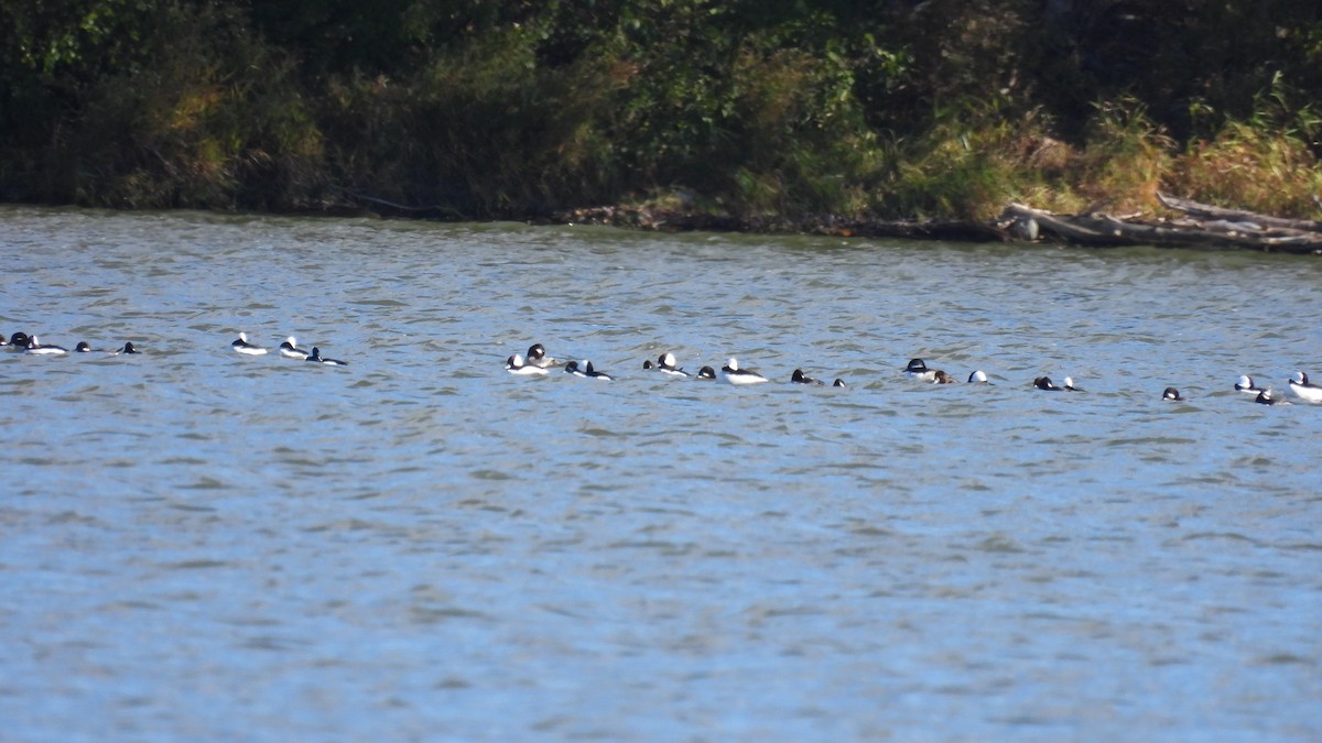 Bufflehead - ML645681208