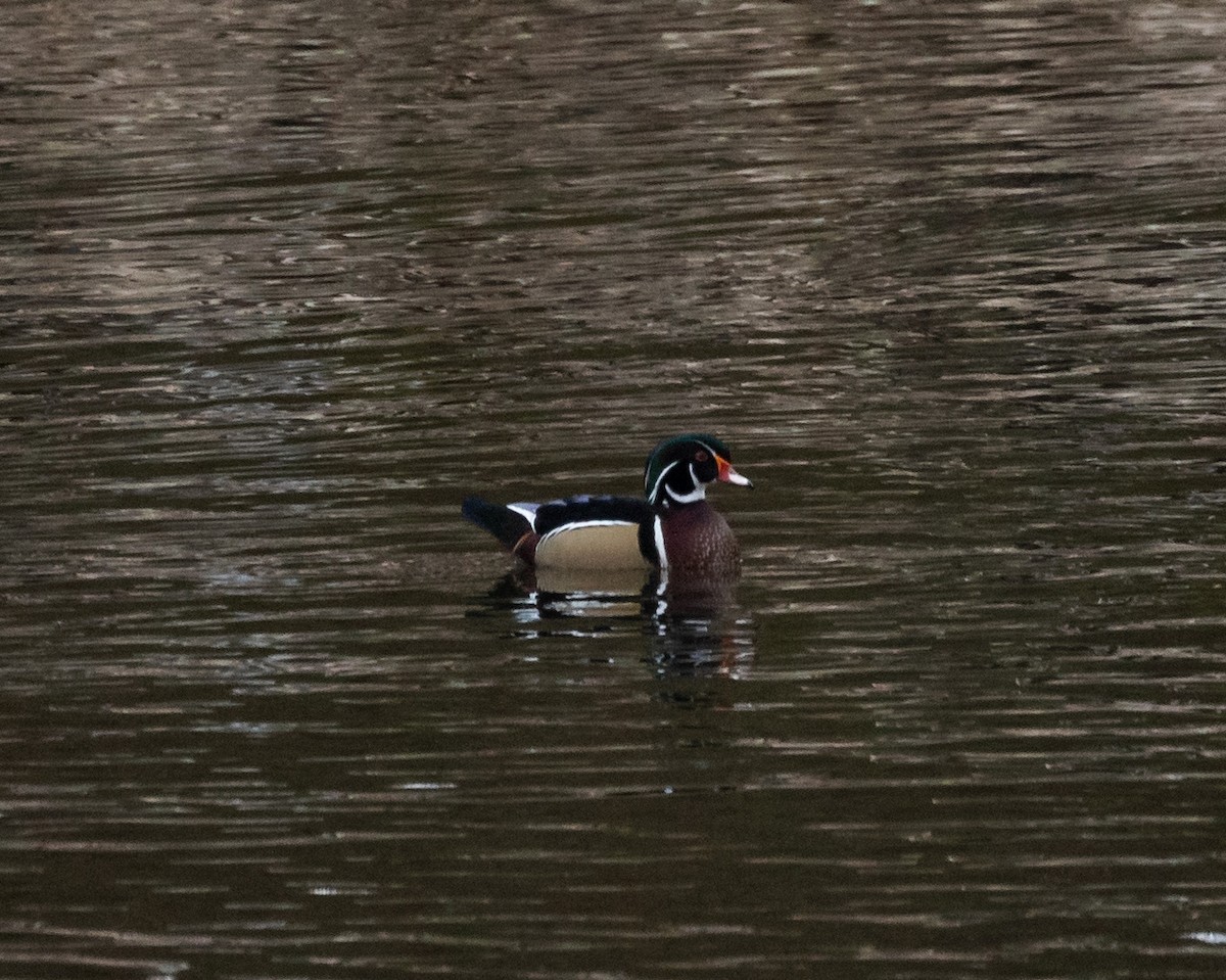 Wood Duck - ML645681209