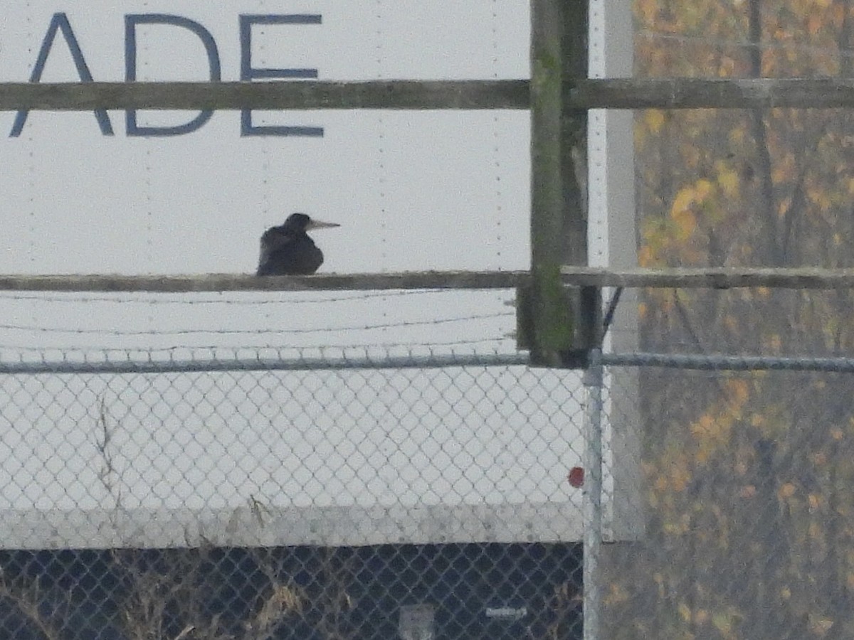 Cocos Booby - ML645681212