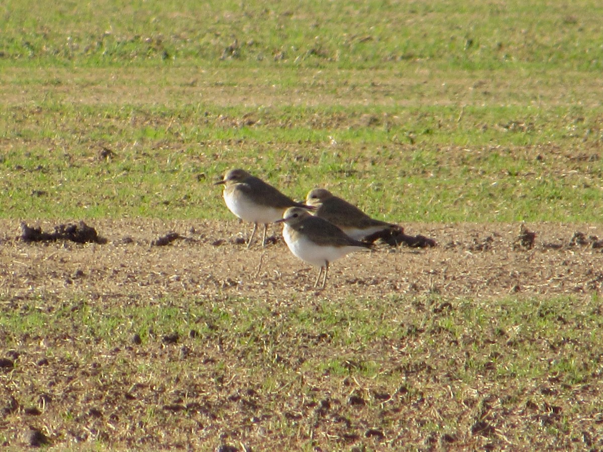 Mountain Plover - ML645681216