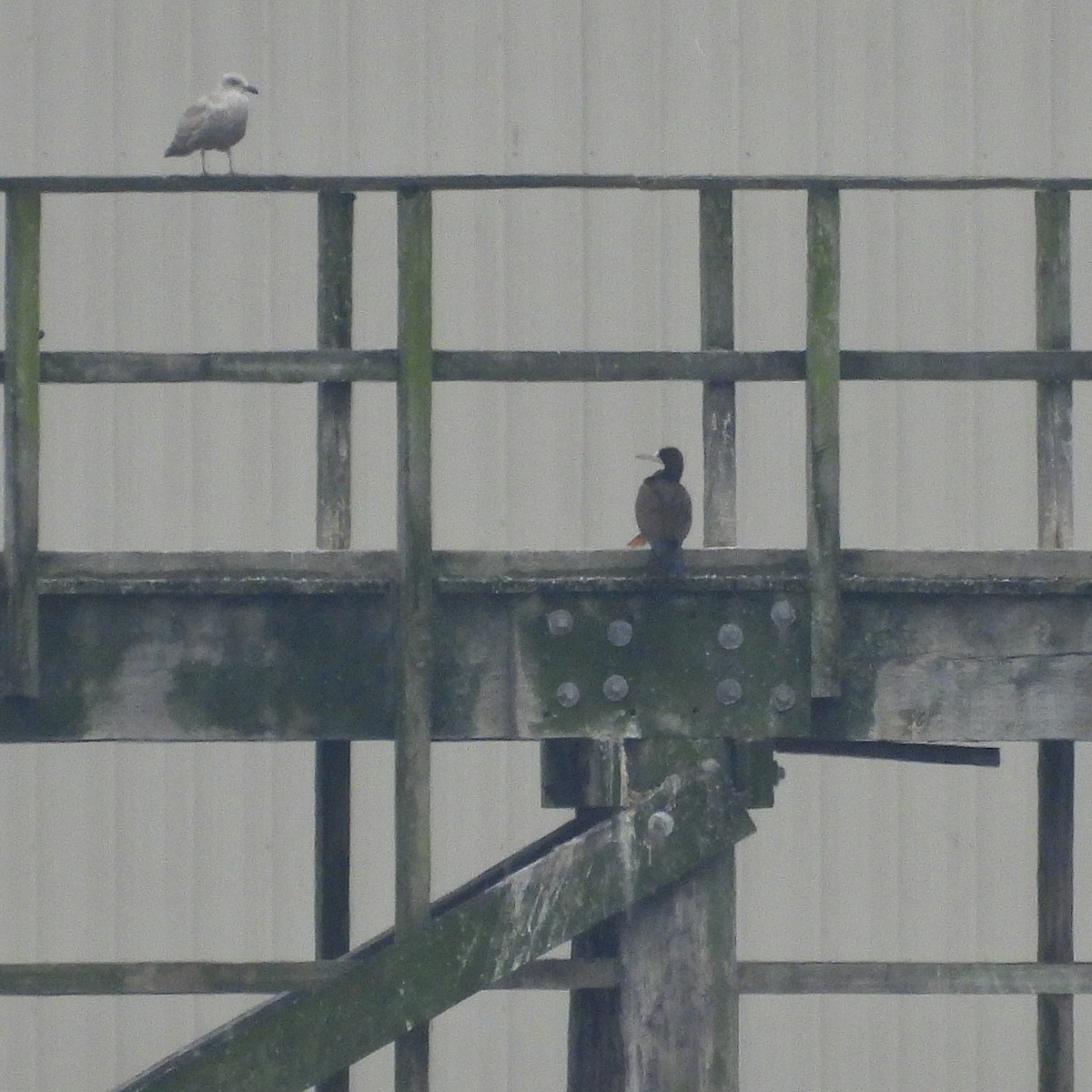 Cocos Booby - ML645681221