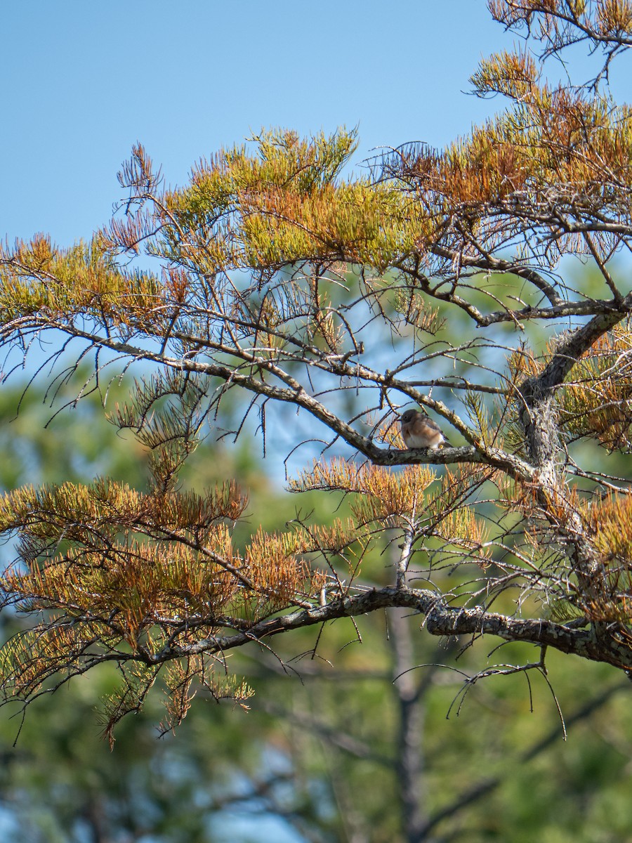 Trepador Canadiense - ML645681227