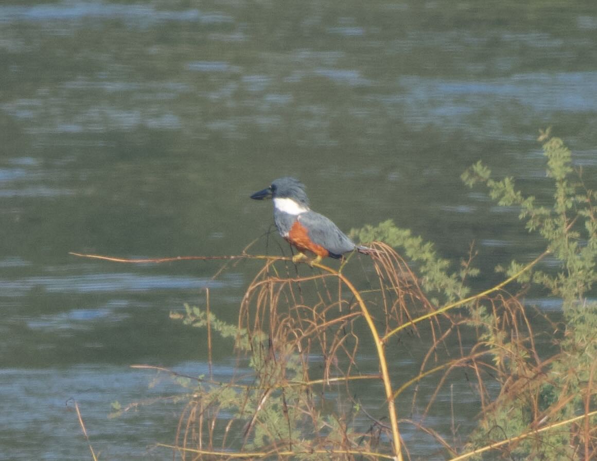 Ringed Kingfisher - ML645681229