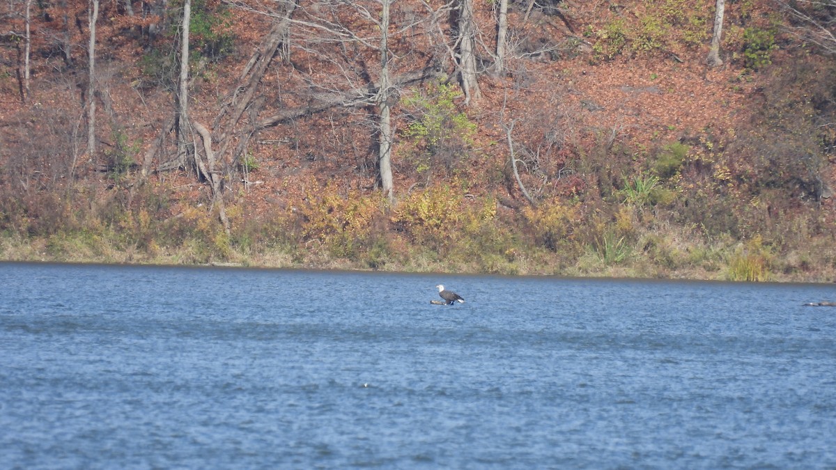 Bald Eagle - ML645681231