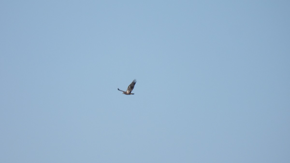 Bald Eagle - ML645681232