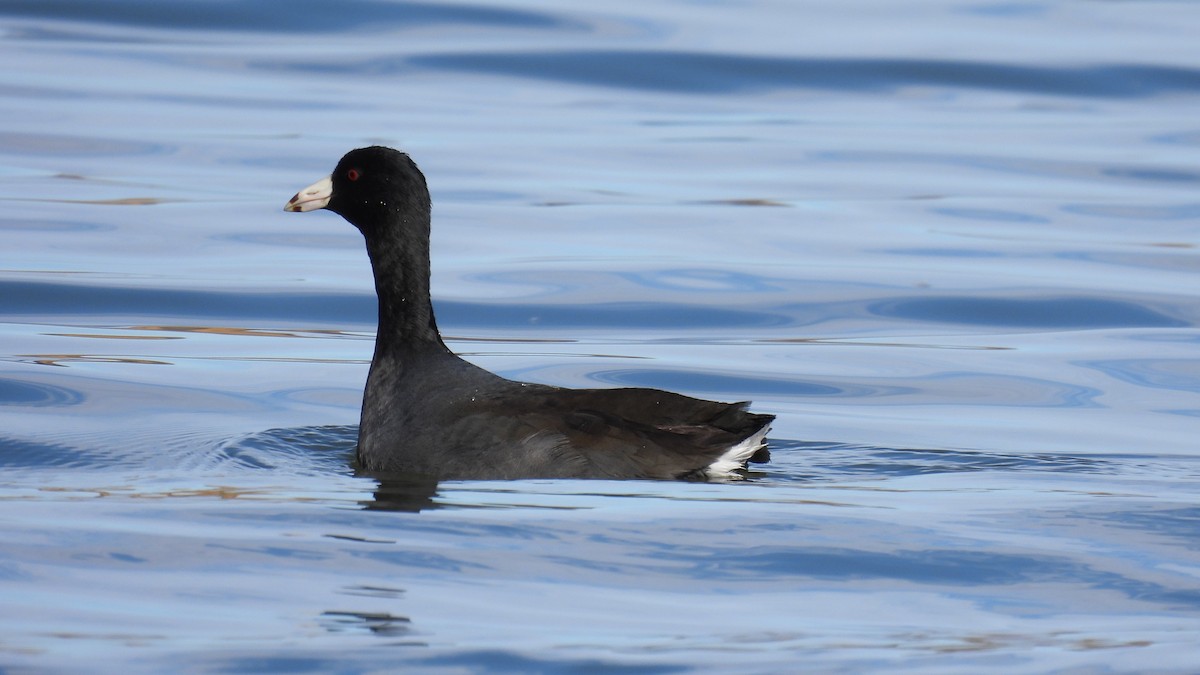 American Coot - ML645681239