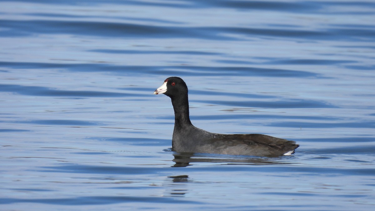 American Coot - ML645681240