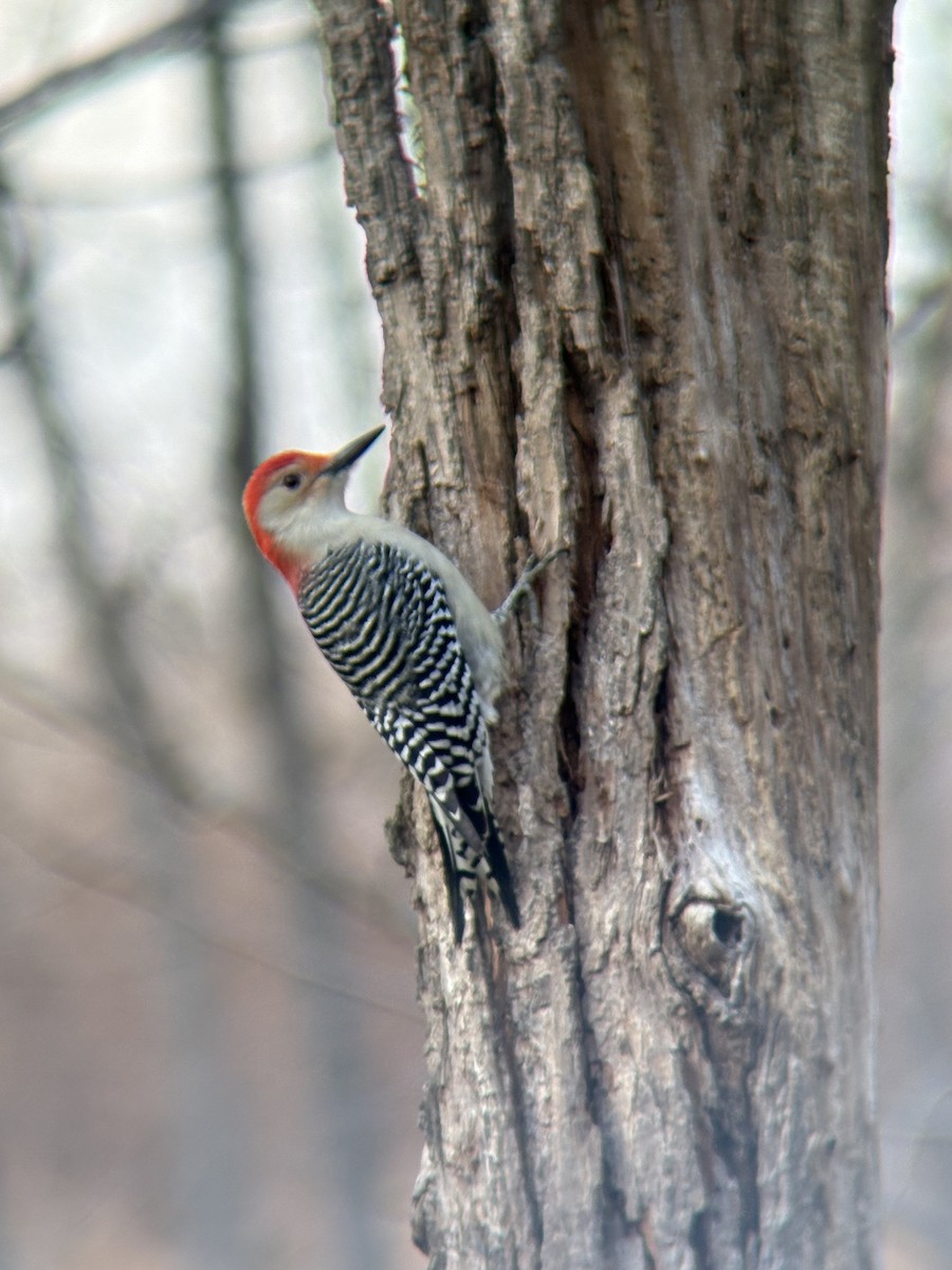 datel karolínský - ML645681243