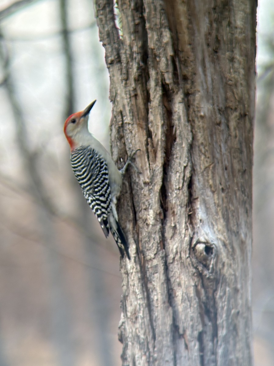 datel karolínský - ML645681244