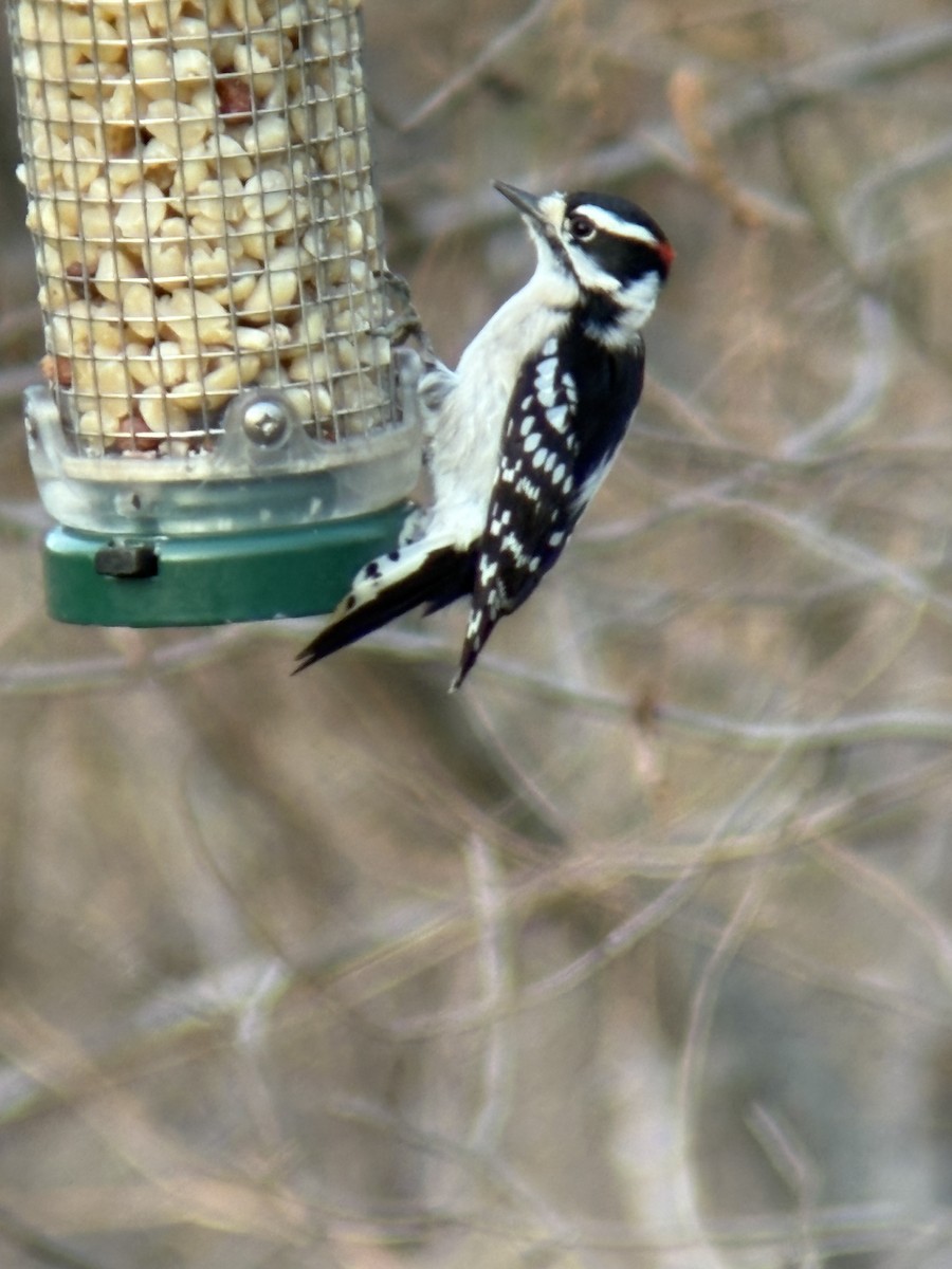 strakapoud osikový - ML645681248