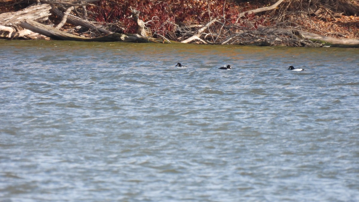 Common Goldeneye - ML645681253