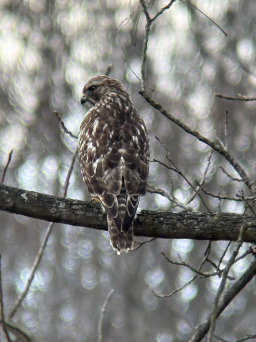 káně páskovaná - ML645681254