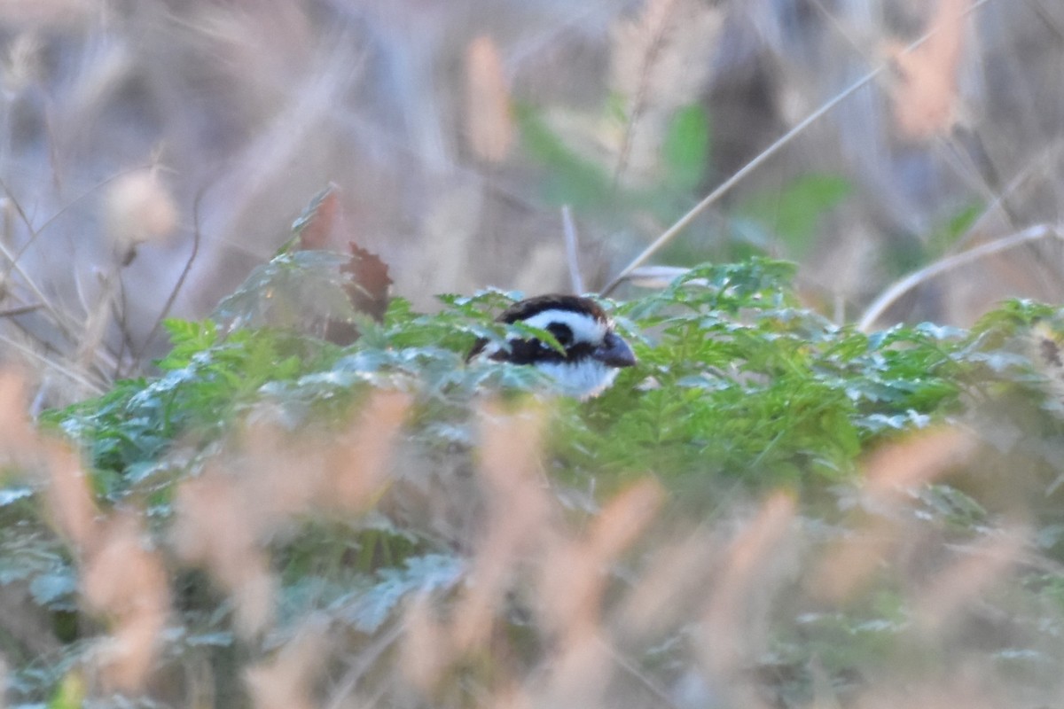 Northern Bobwhite - ML645681281