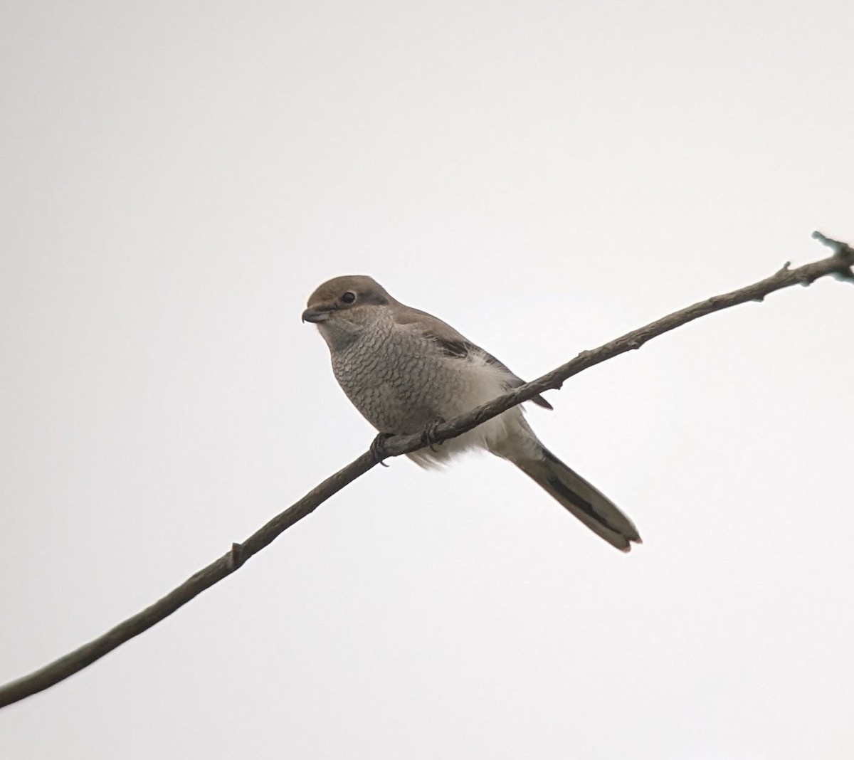 ťuhýk severní - ML645681283