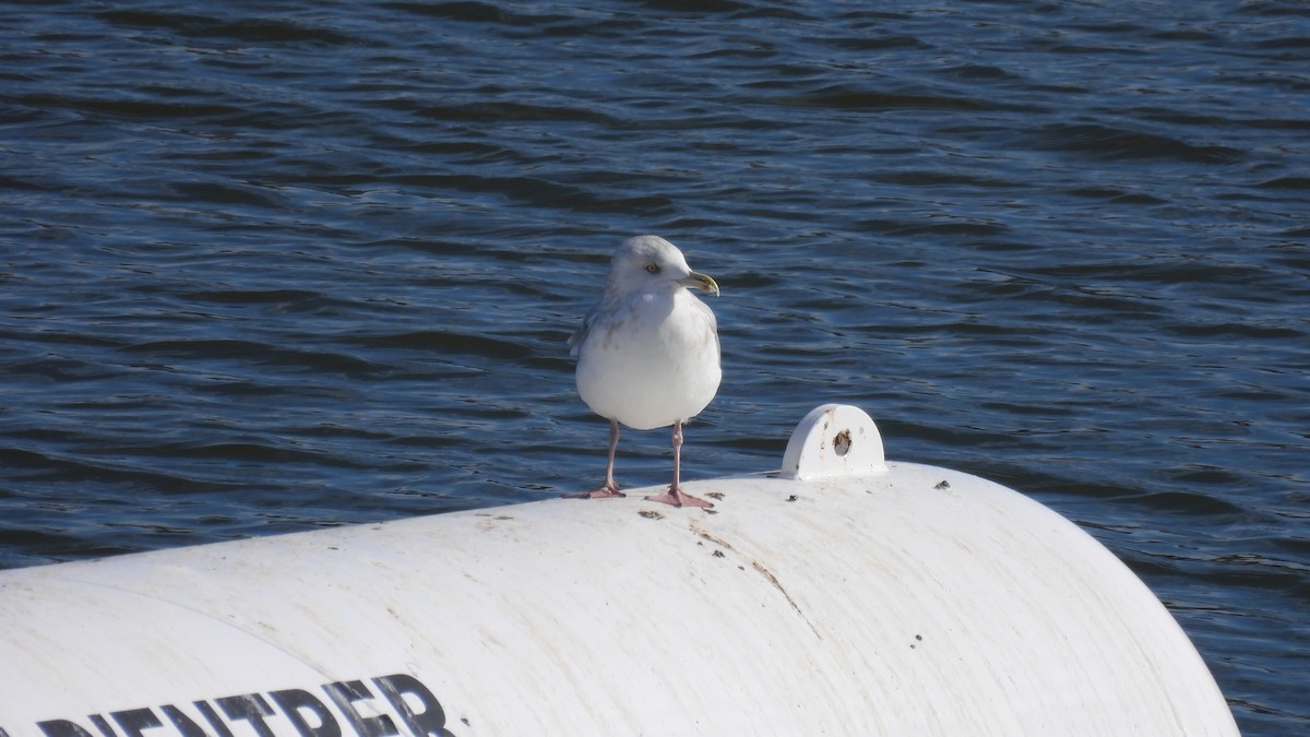 American Herring Gull - ML645681284