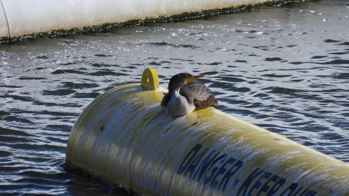 Double-crested Cormorant - ML645681304