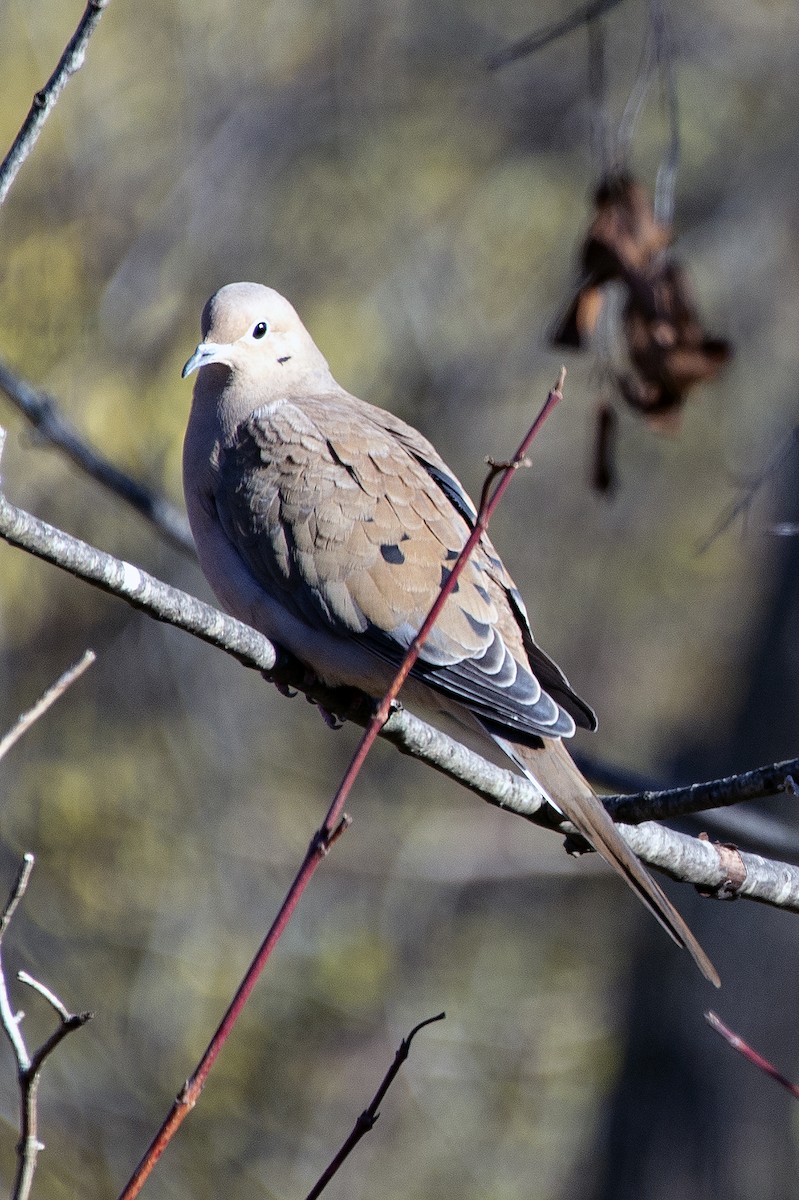 hrdlička karolínská - ML645681309