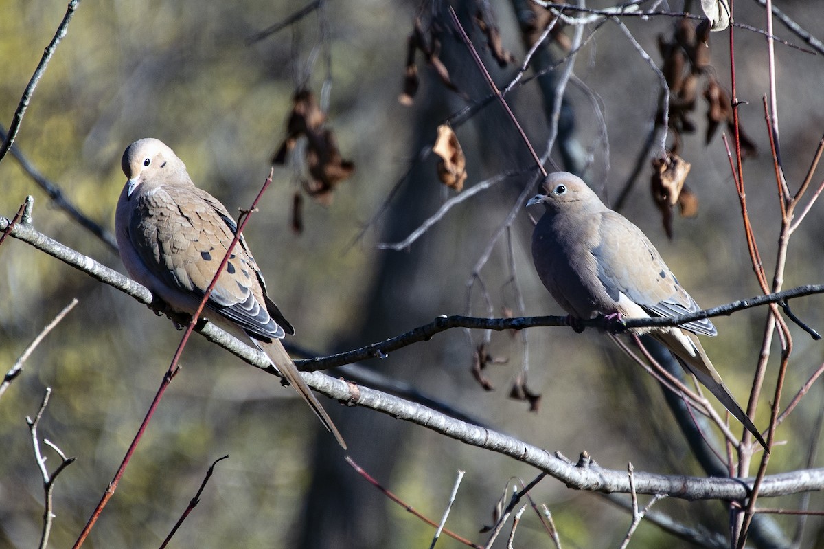 hrdlička karolínská - ML645681310