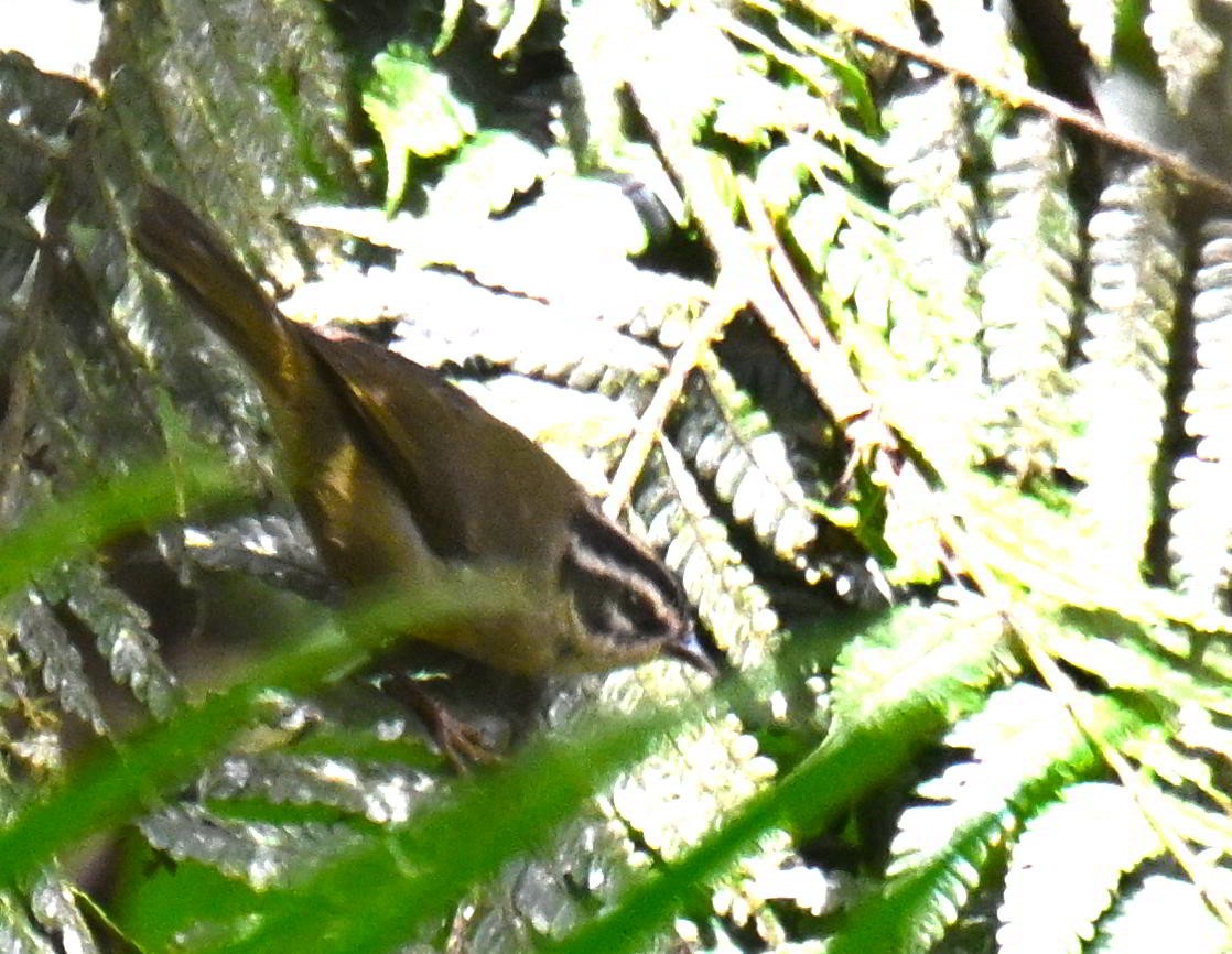 Коронник смугастоголовий - ML645681312