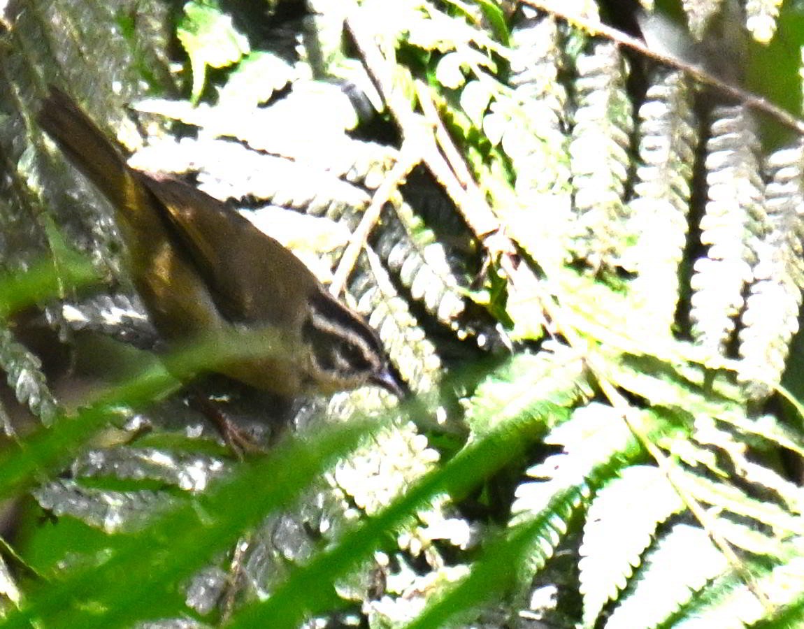 Коронник смугастоголовий - ML645681313