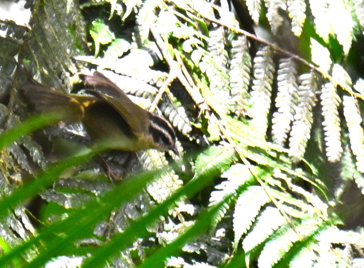 Коронник смугастоголовий - ML645681314