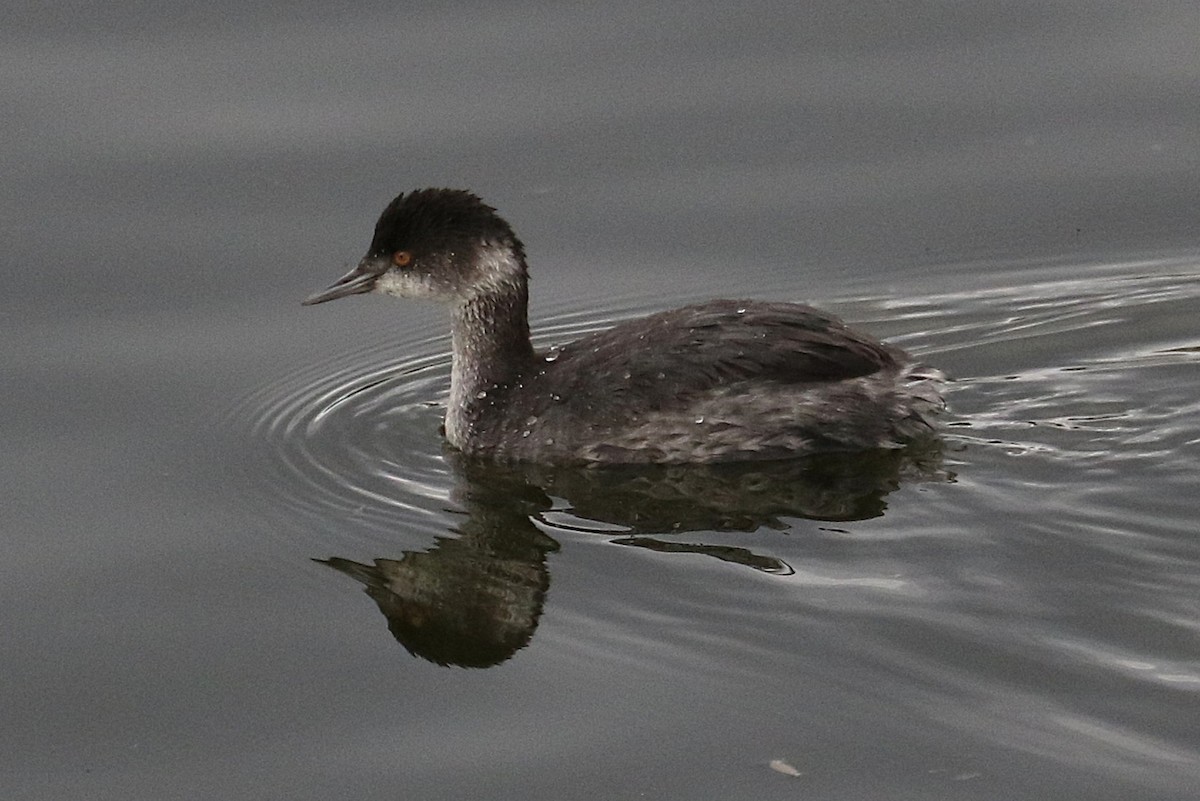 Schwarzhalstaucher - ML645681316