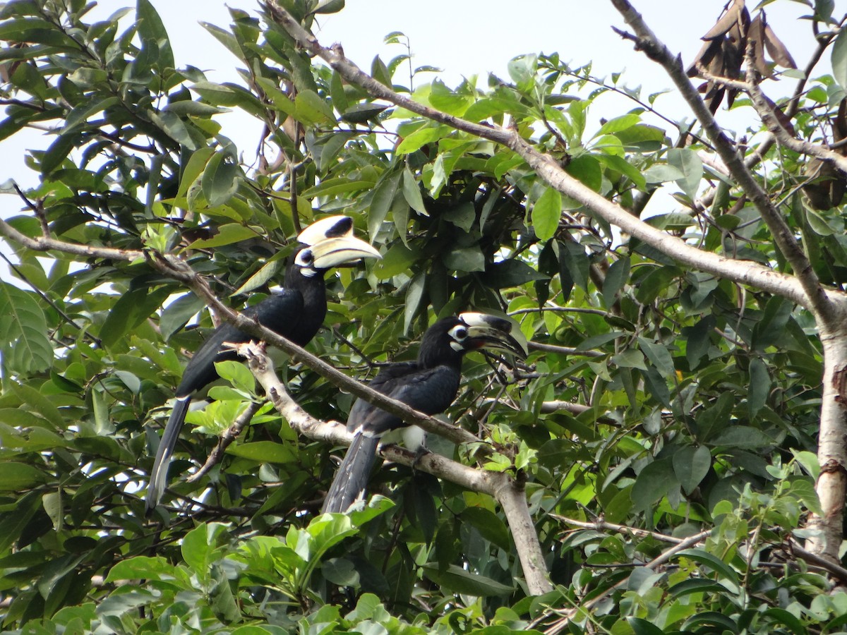 Oriental Pied-Hornbill - ML645681331