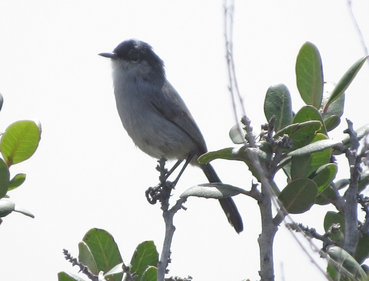 California Gnatcatcher - ML645681343