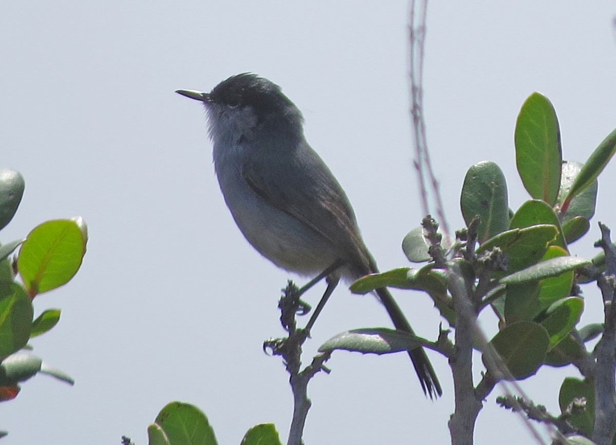California Gnatcatcher - ML645681345