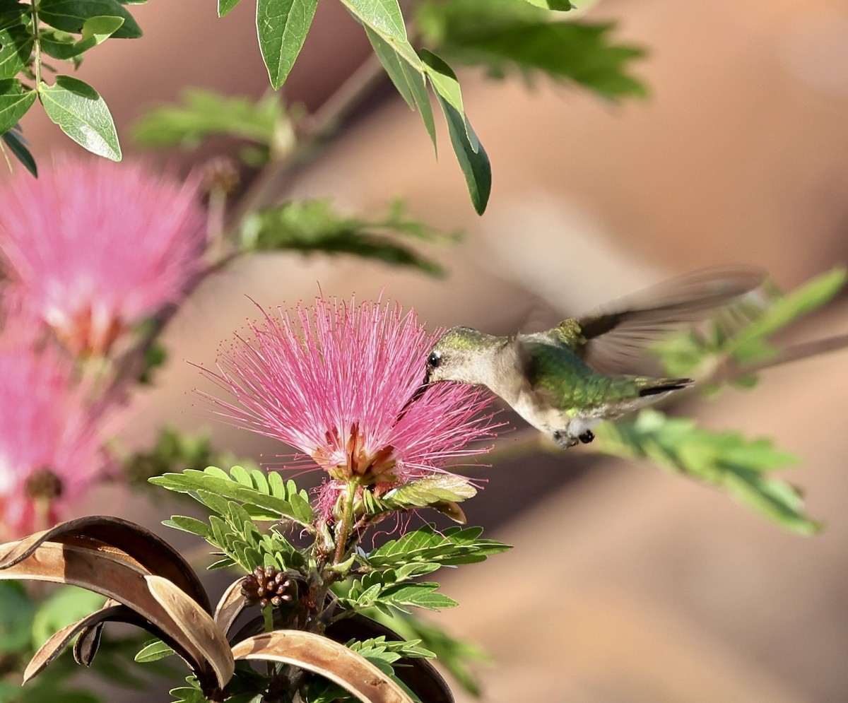 Ruby-throated Hummingbird - ML645681361