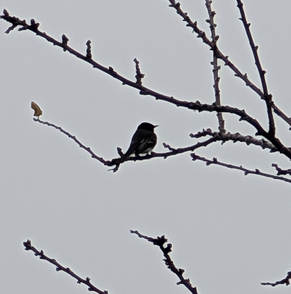 Black Phoebe - ML645681362