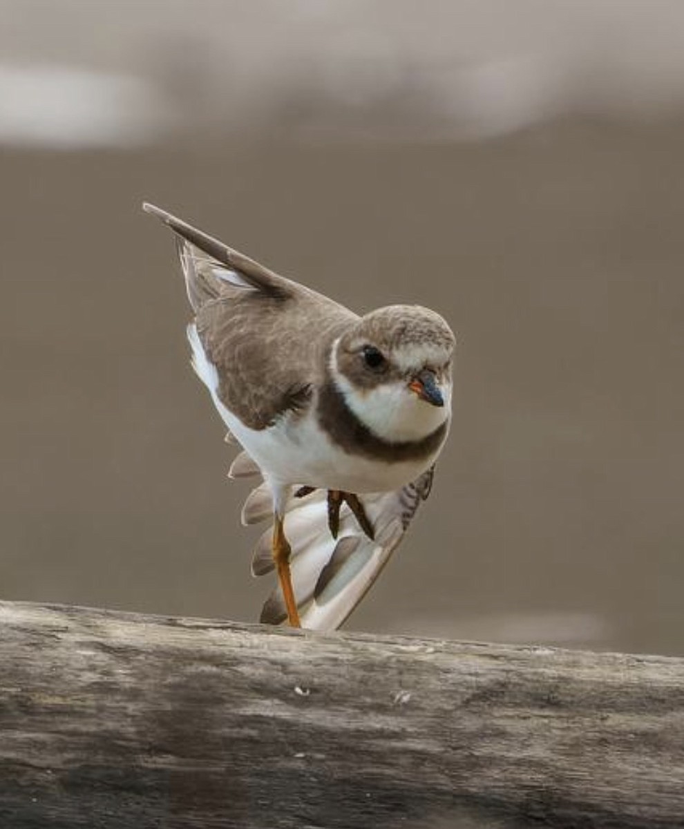 Semipalmated Plover - ML645681363