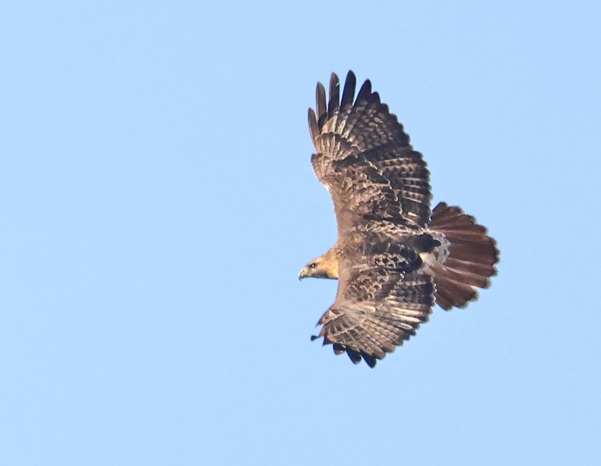 Red-tailed Hawk - ML645681365