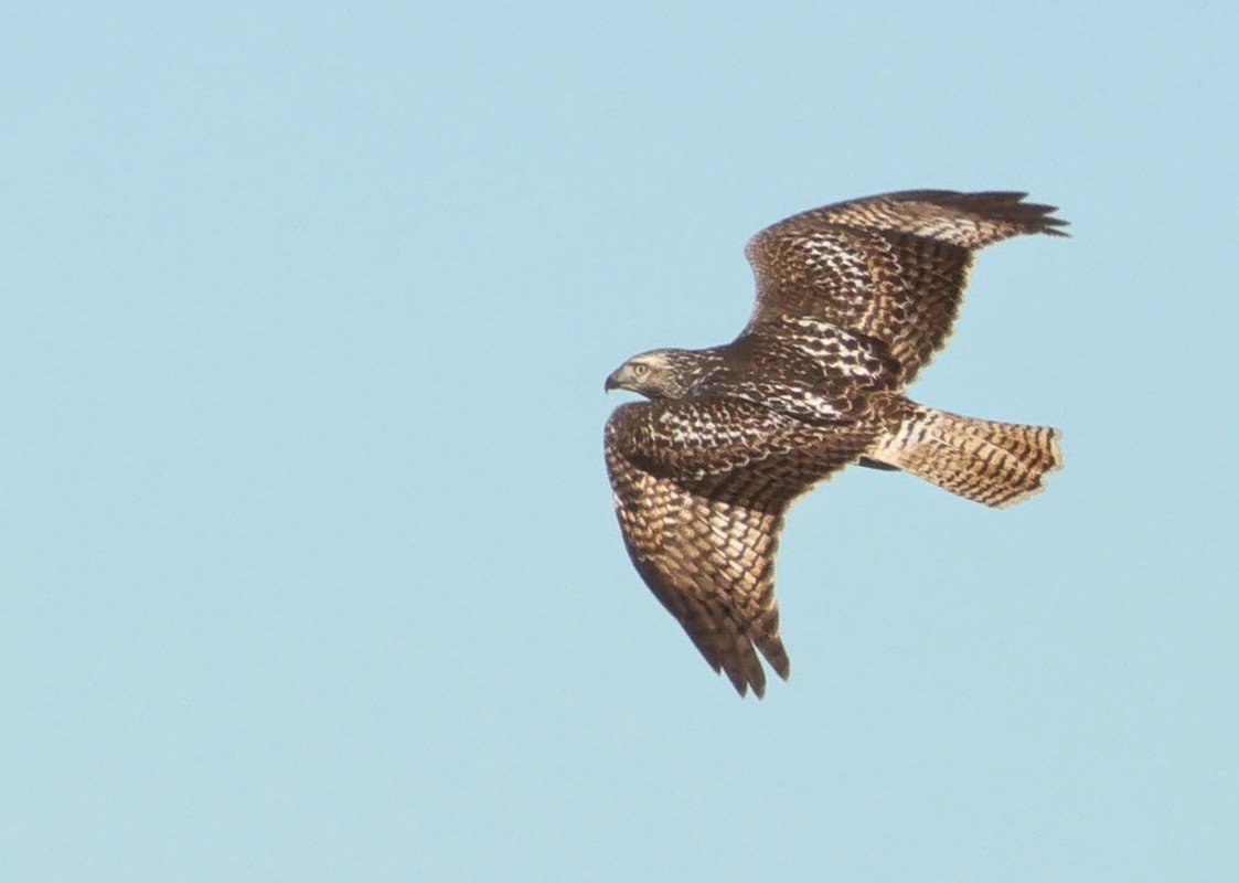 Red-tailed Hawk - ML645681366