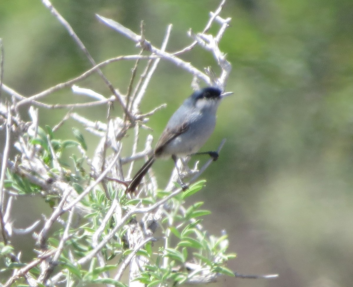 California Gnatcatcher - ML645681370