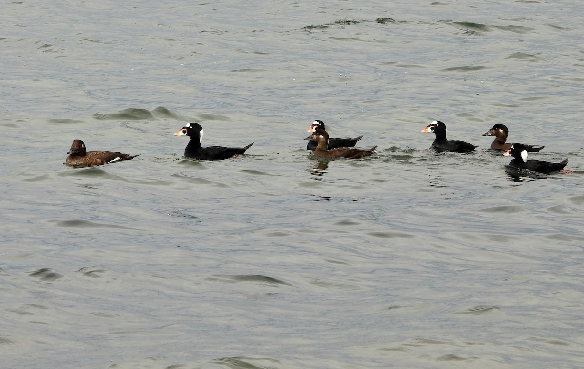 Ahatebeltz kopetazuria - ML645681376