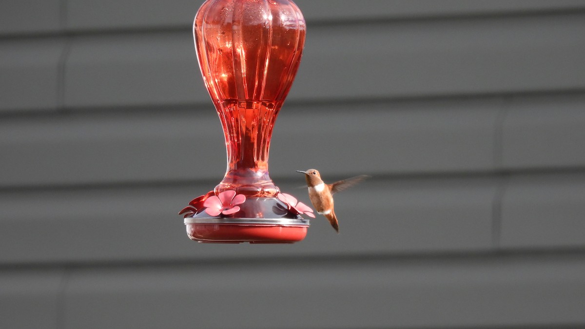 Rufous Hummingbird - ML645681379