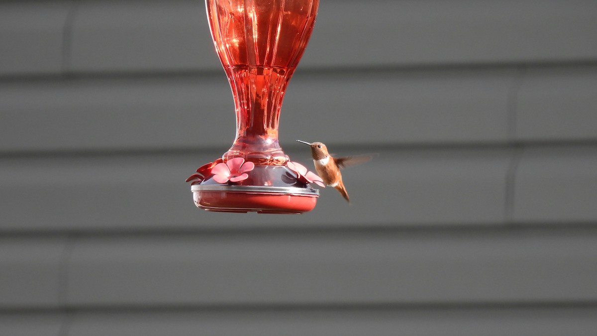 Rufous Hummingbird - ML645681380