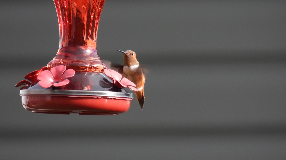 Rufous Hummingbird - ML645681381