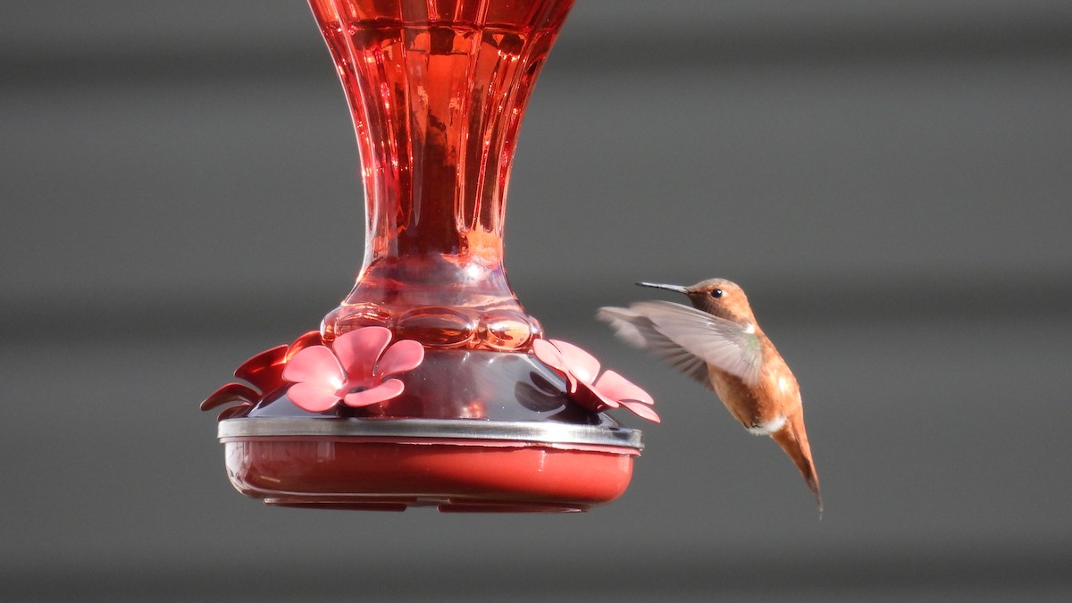 Rufous Hummingbird - ML645681382