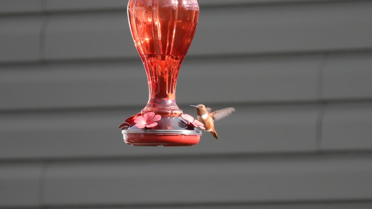 Rufous Hummingbird - ML645681383