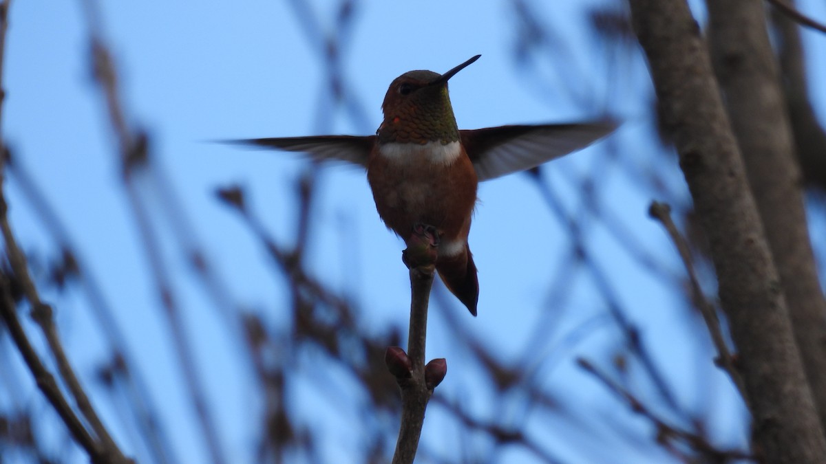 Rufous Hummingbird - ML645681385