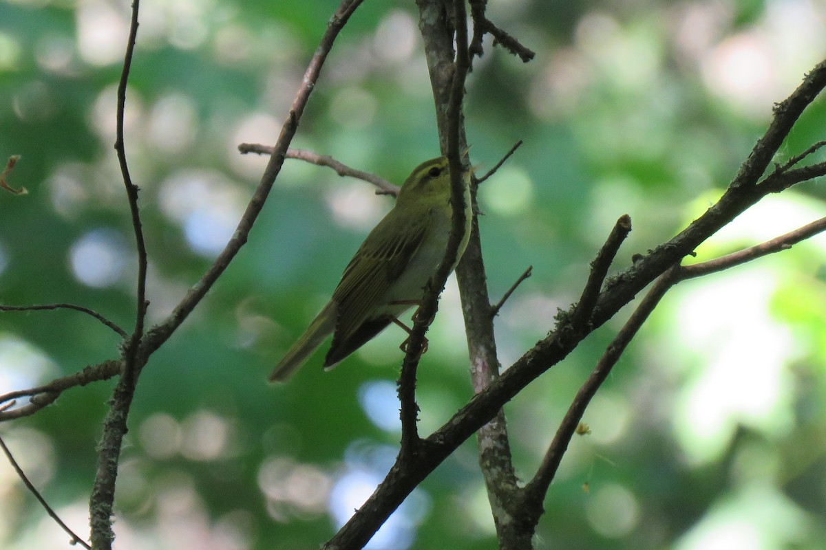 Пеночка-трещотка - ML645681388