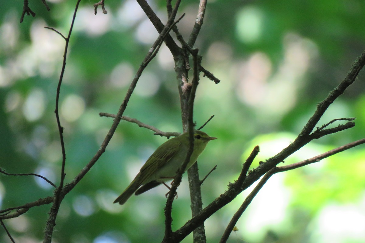 Пеночка-трещотка - ML645681389