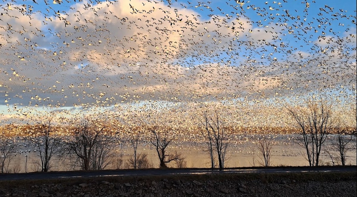 Snow Goose - ML645681421