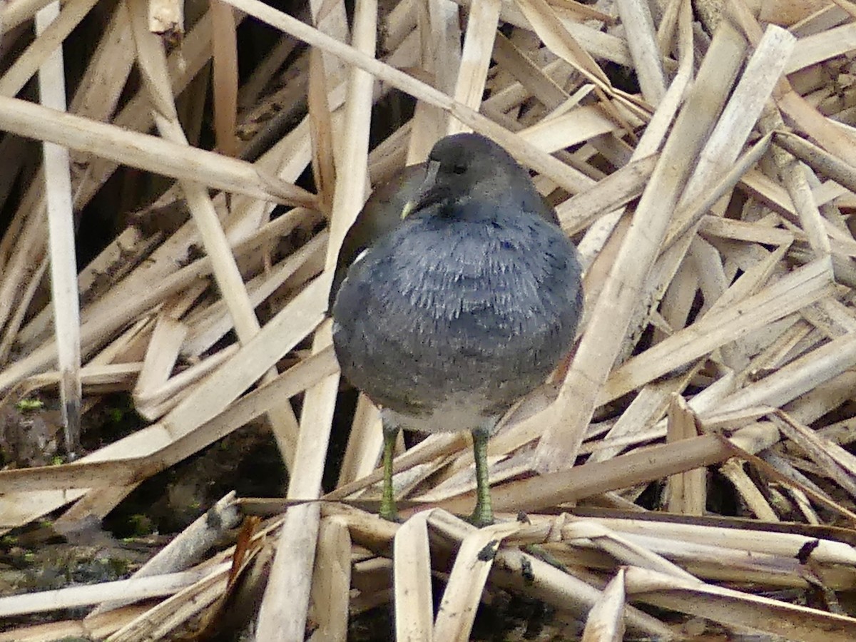 Gallinule d'Amérique - ML645681434
